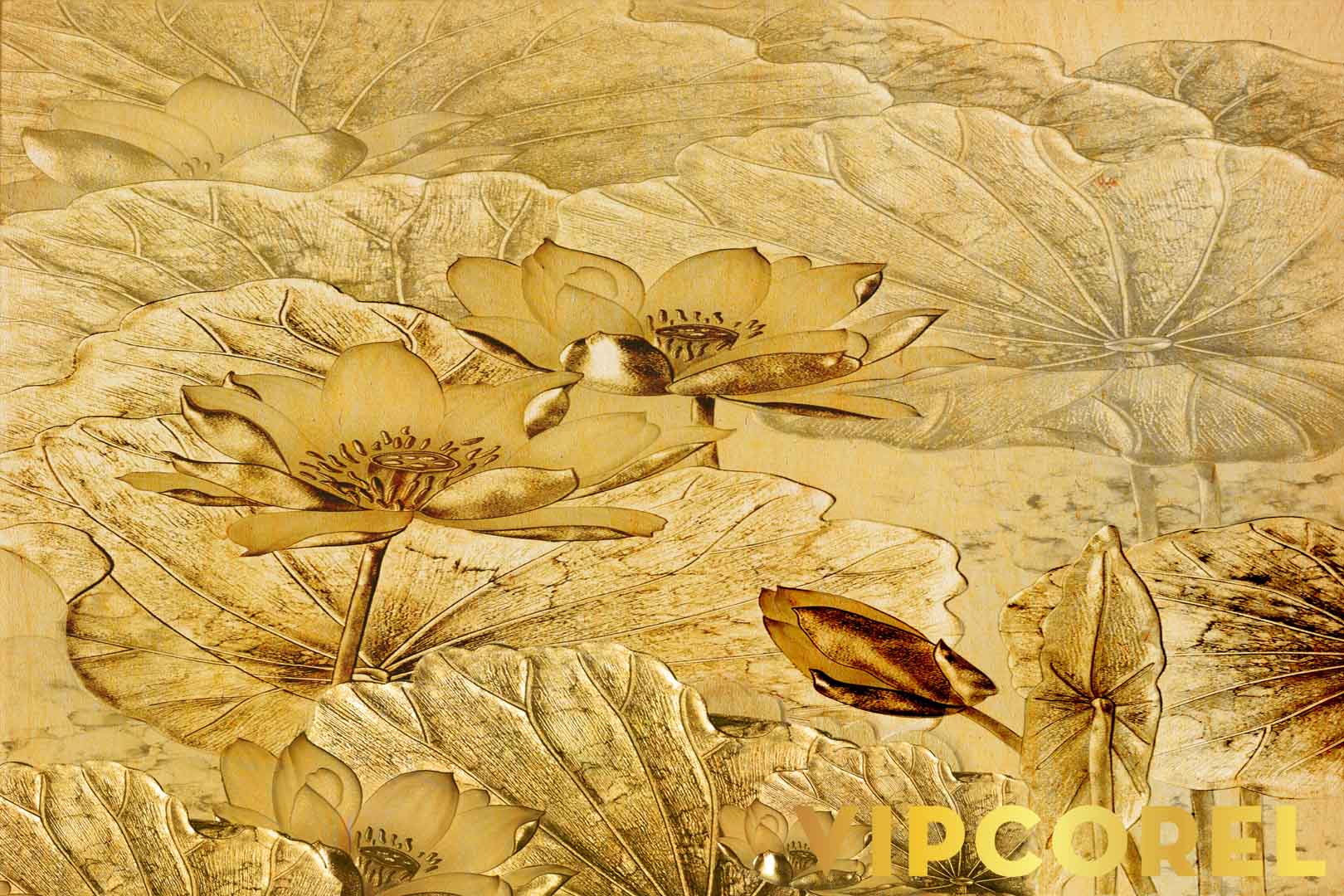 VIPcorel.com_12520.jpg