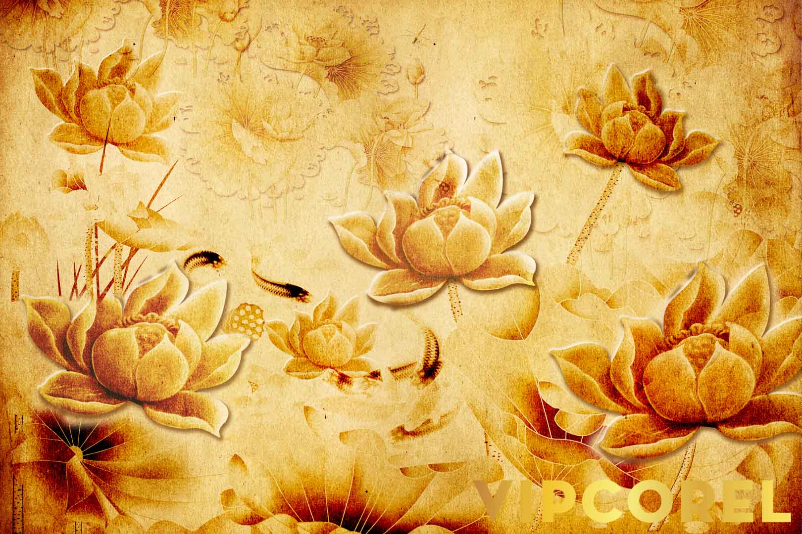 VIPcorel.com_12529.jpg