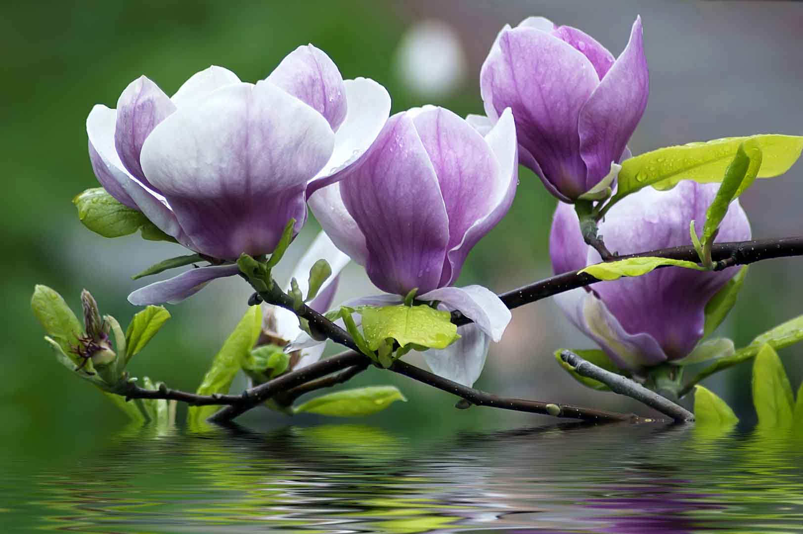 VIPcorel.com_12758.jpg