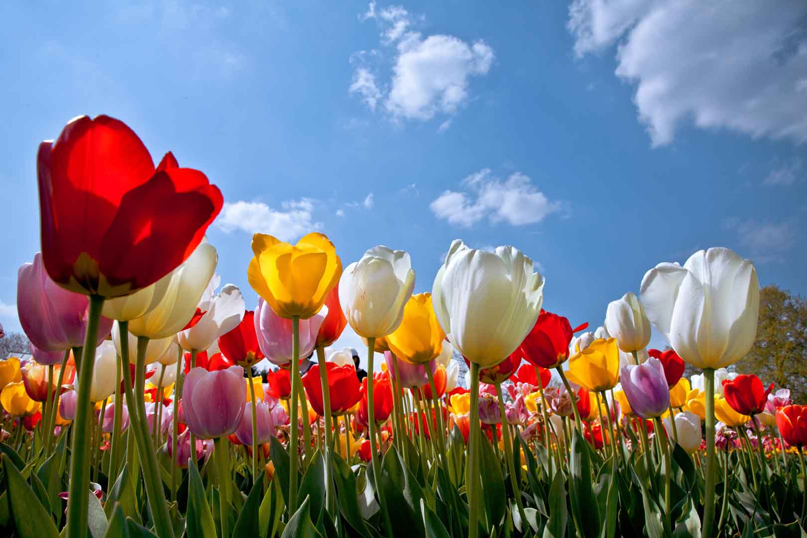 VIPcorel.com_12767.jpg