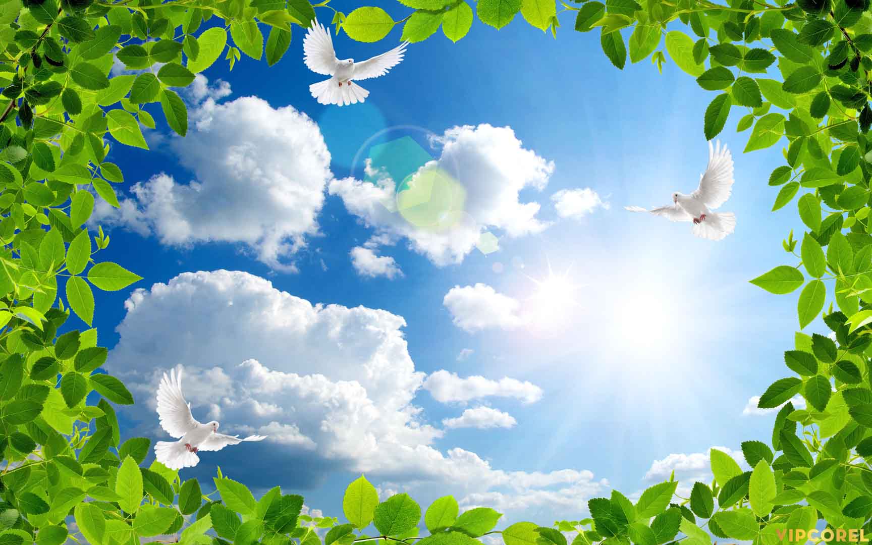 VIPcorel.com_13109.jpg
