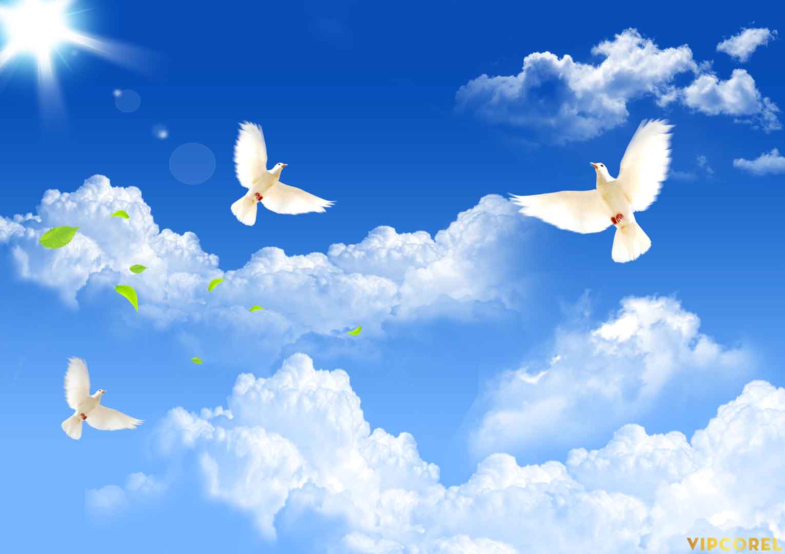 VIPcorel.com_13133.jpg