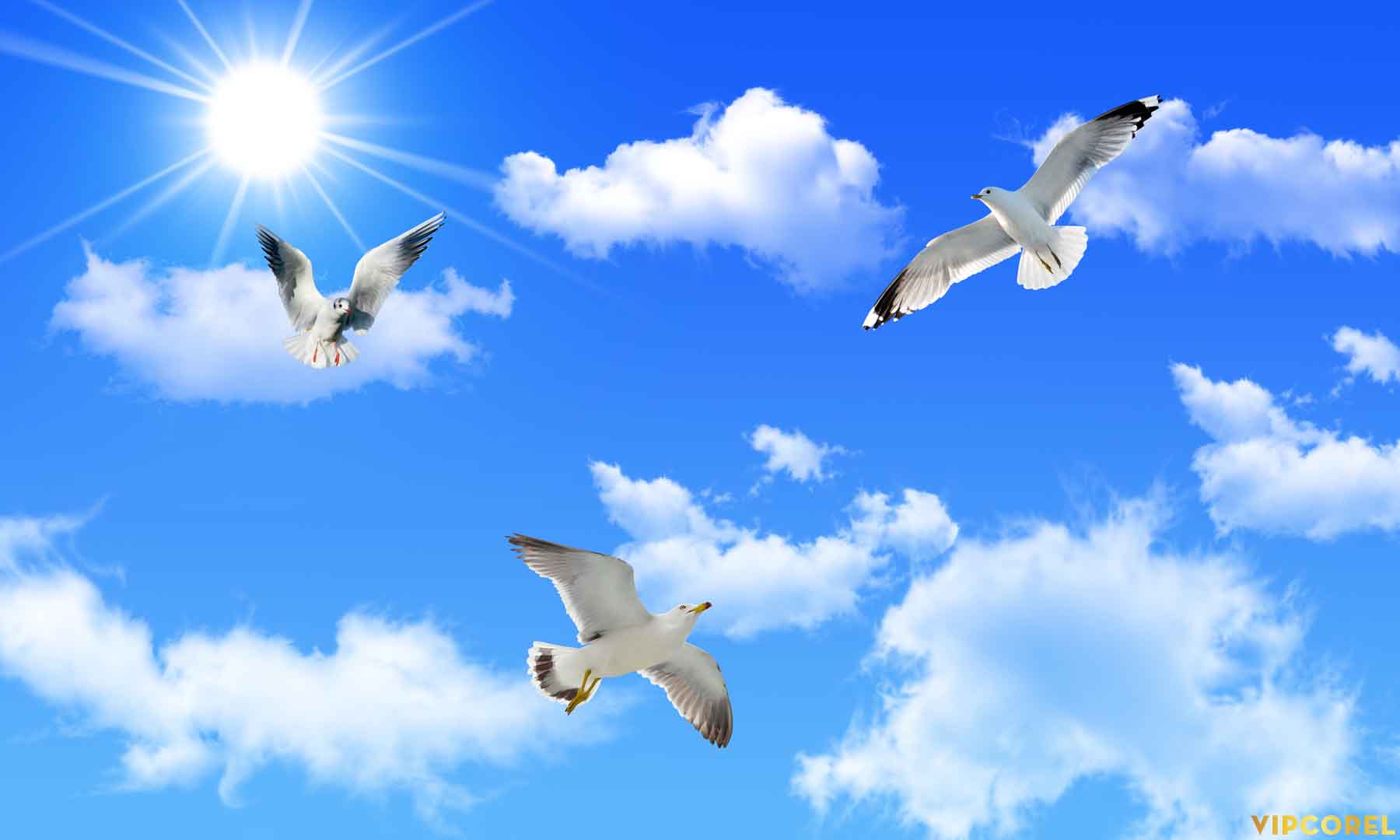 VIPcorel.com_13134.jpg