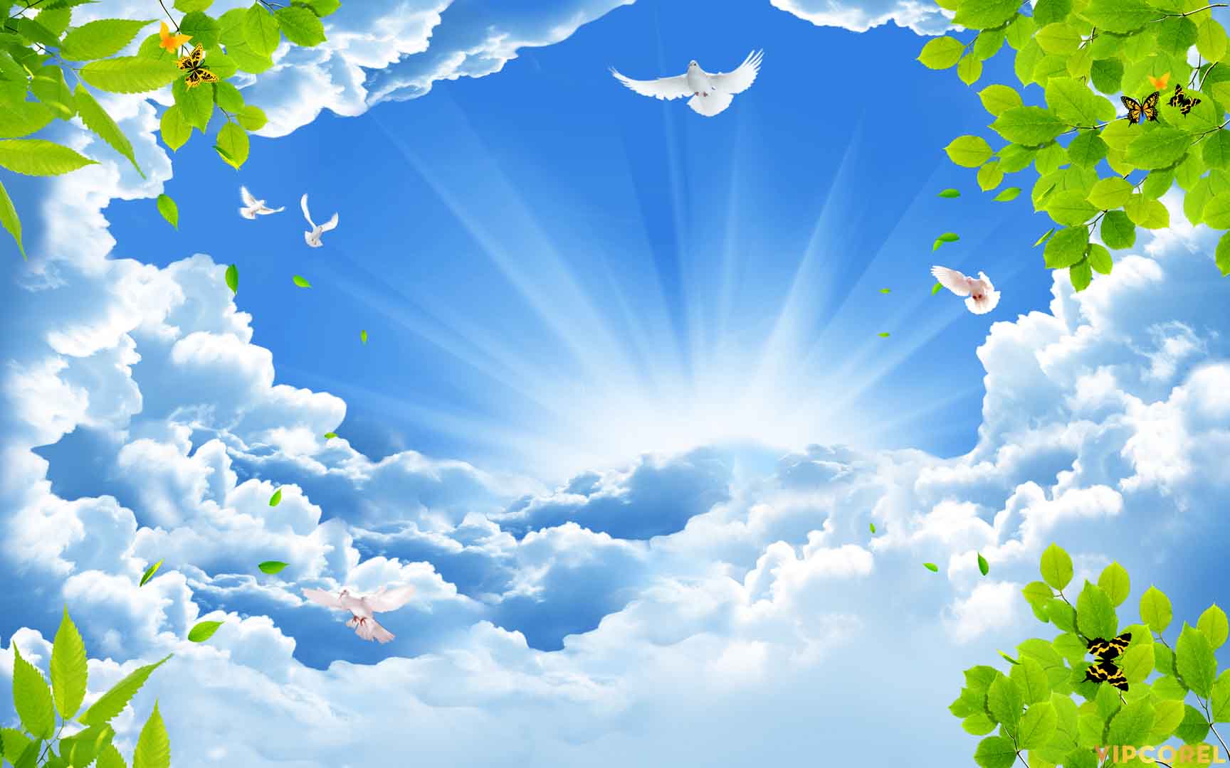 VIPcorel.com_13136.jpg