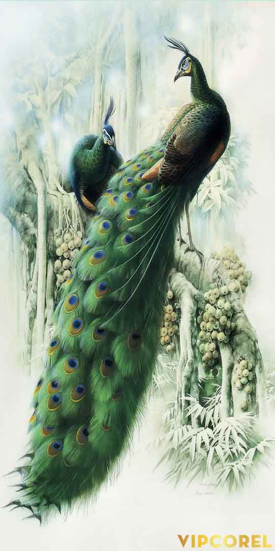 VIPcorel.com_13145.jpg