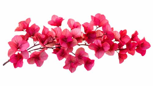 vipcorel.com_15966 (50).jpg
