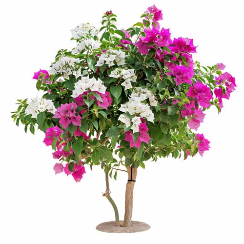 vipcorel.com_15966 (93).jpg