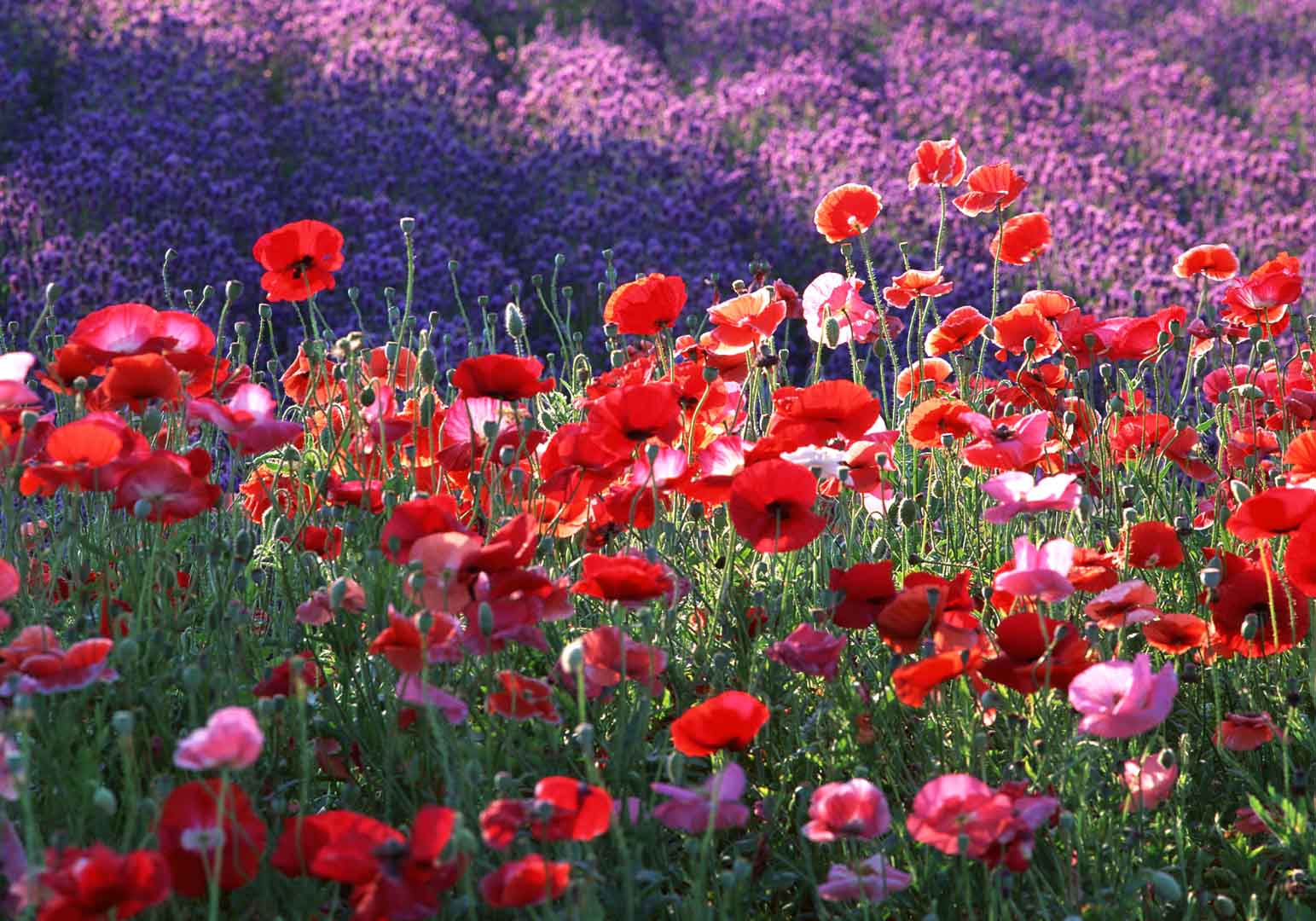 VIPcorel.com_WM-024 (250x175).jpg