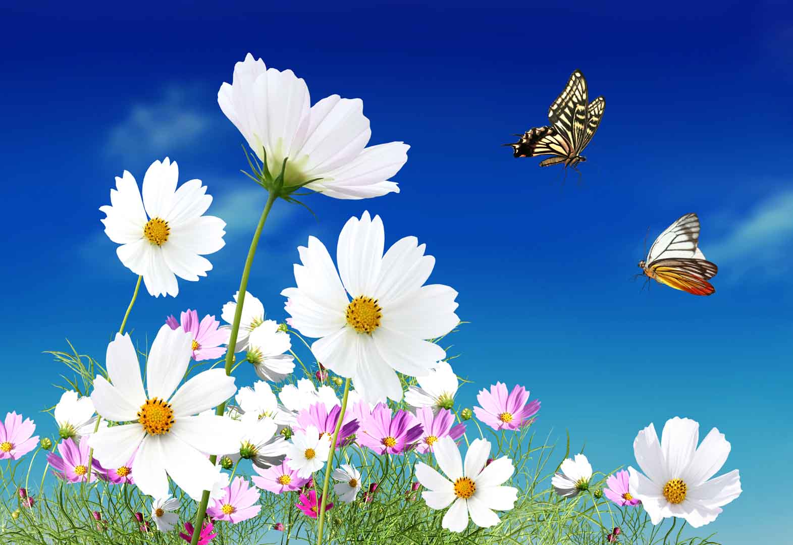 VIPcorel.com_WM-028 (320x220).jpg