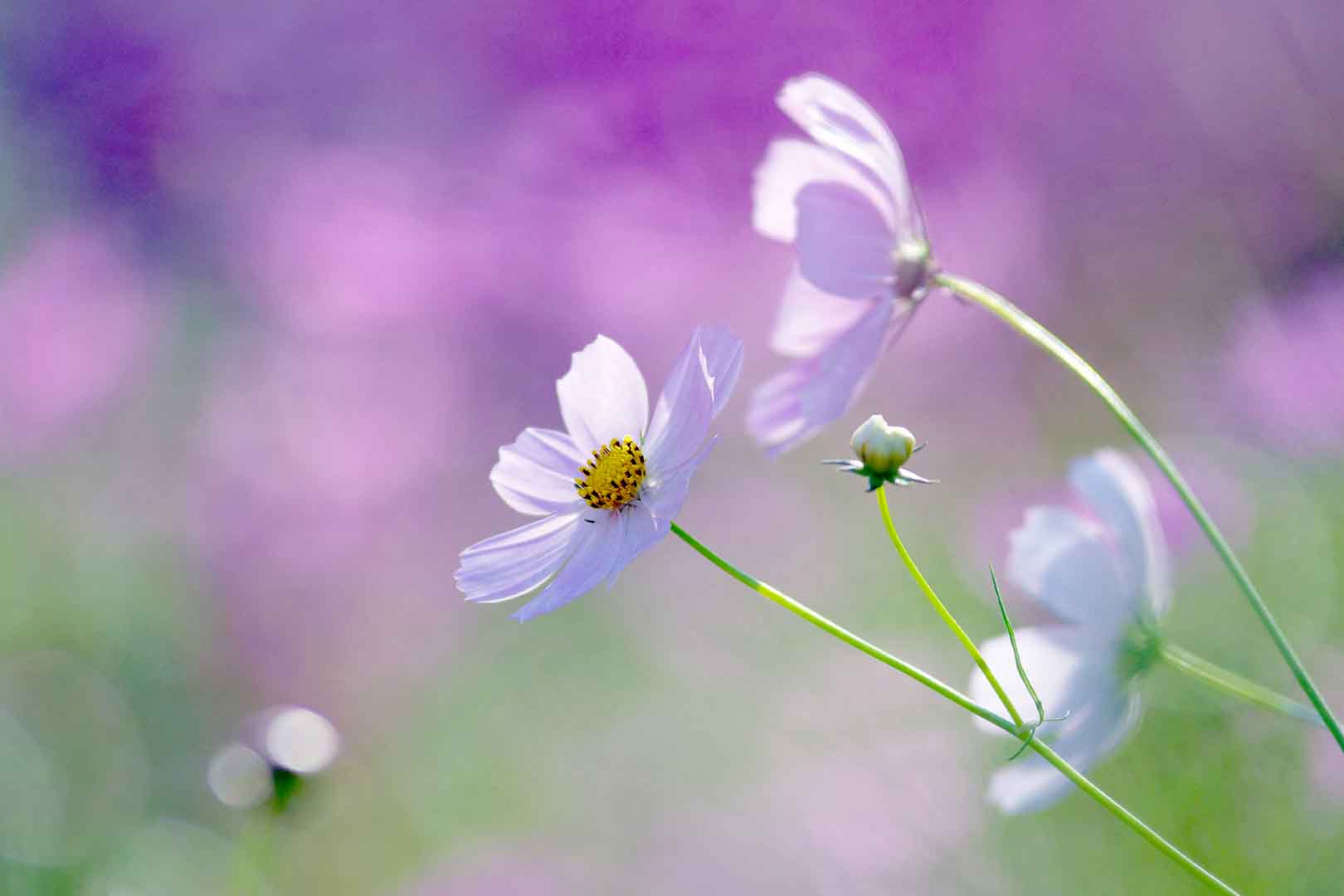 VIPcorel.com_WM-029 (240x160).jpg