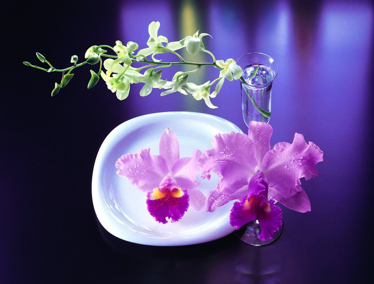 VIPcorel.com_WM-030 (250x190).jpg