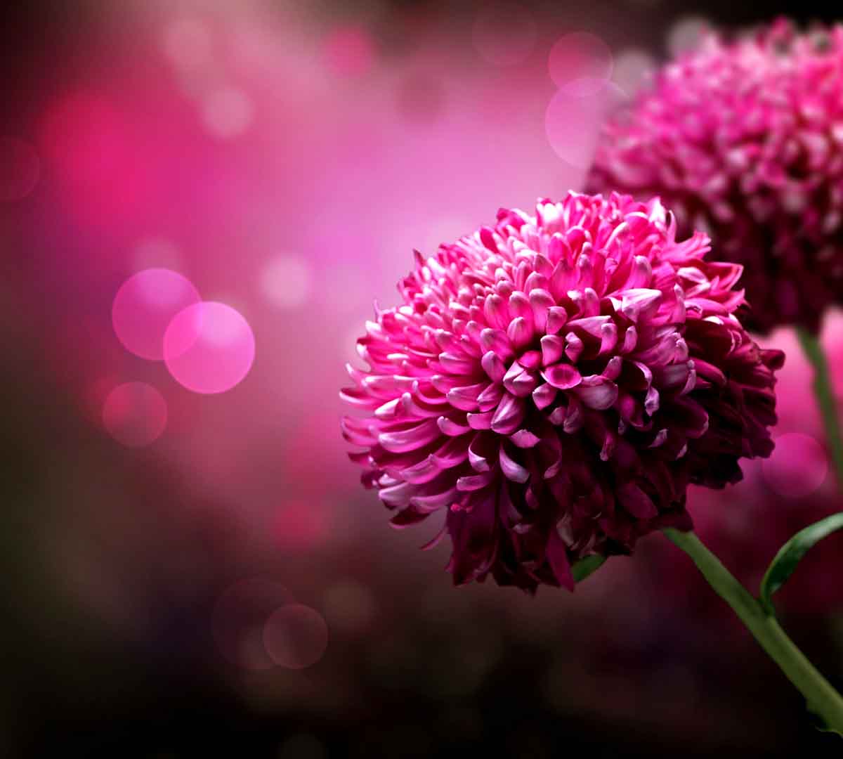 VIPcorel.com_WM-041 (200x180).jpg