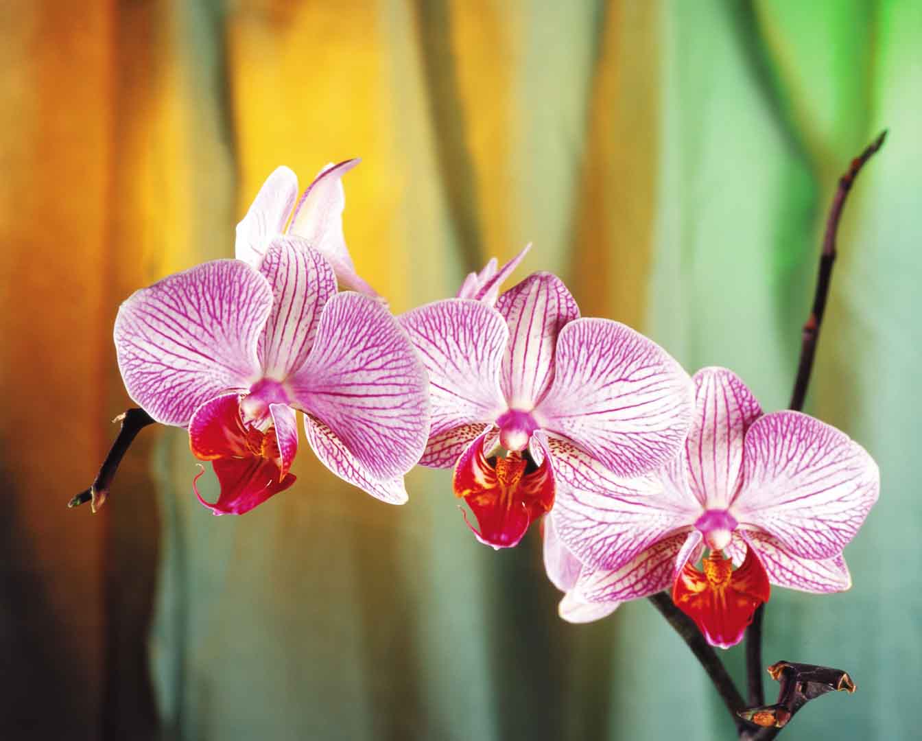 VIPcorel.com_WM-042 (280x225).jpg