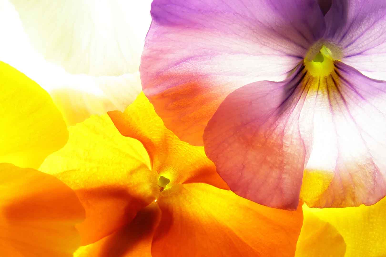 VIPcorel.com_WM-062 (300x200).jpg