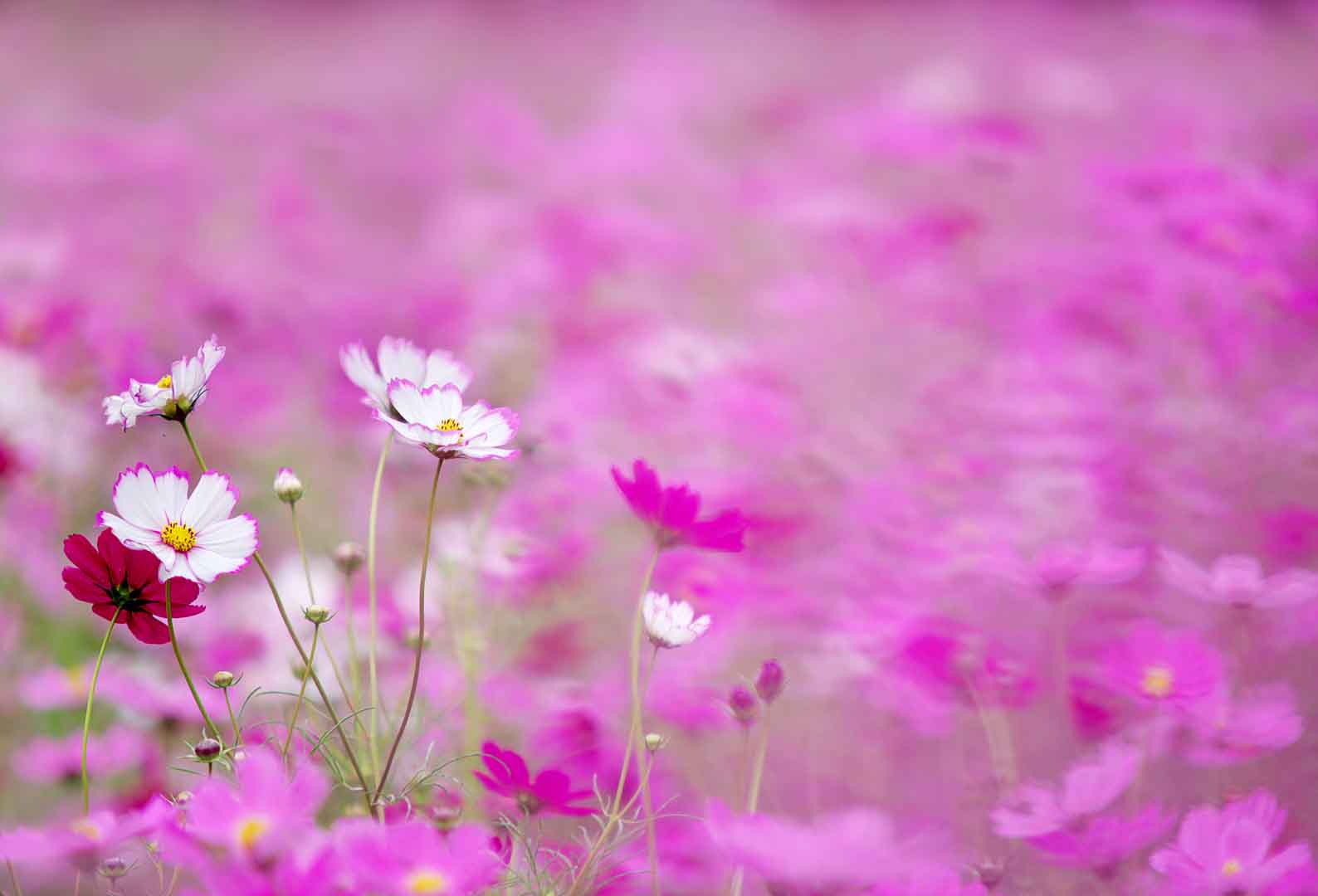 VIPcorel.com_WM-099 (250x170).jpg