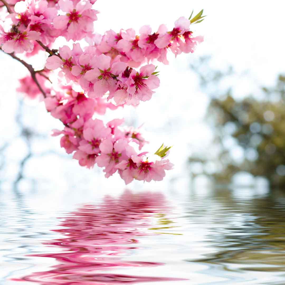VIPcorel.com_WM-101 (200x200).jpg