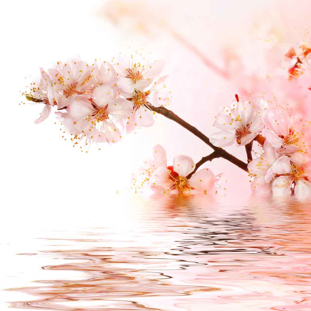 VIPcorel.com_WM-103 (220x220).jpg