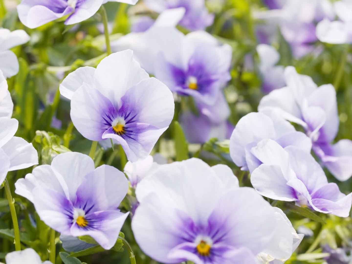 VIPcorel.com_WM-112 (300x225).jpg