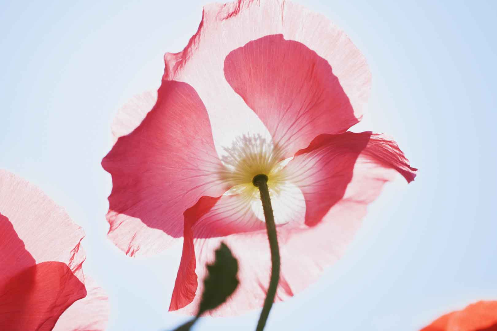 VIPcorel.com_WM-131 (300x200).jpg