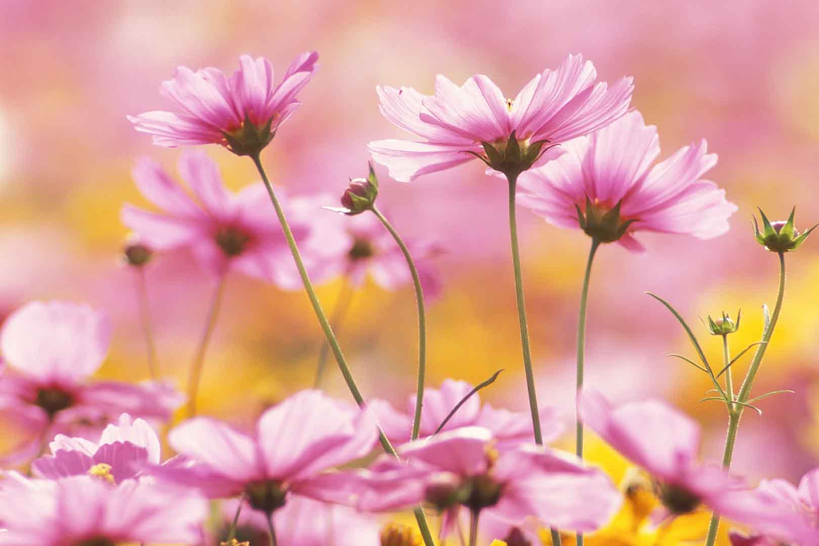 VIPcorel.com_WM-139 (300x200).jpg