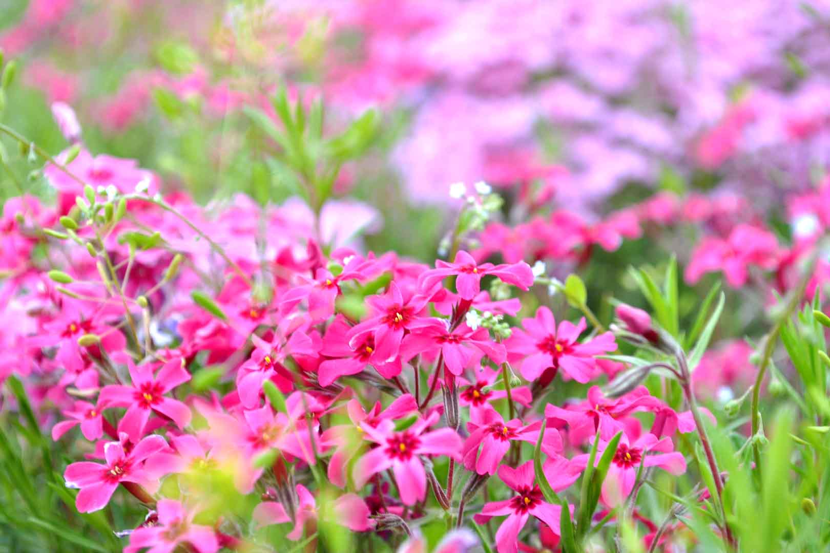 VIPcorel.com_WM-145 (300x200).jpg