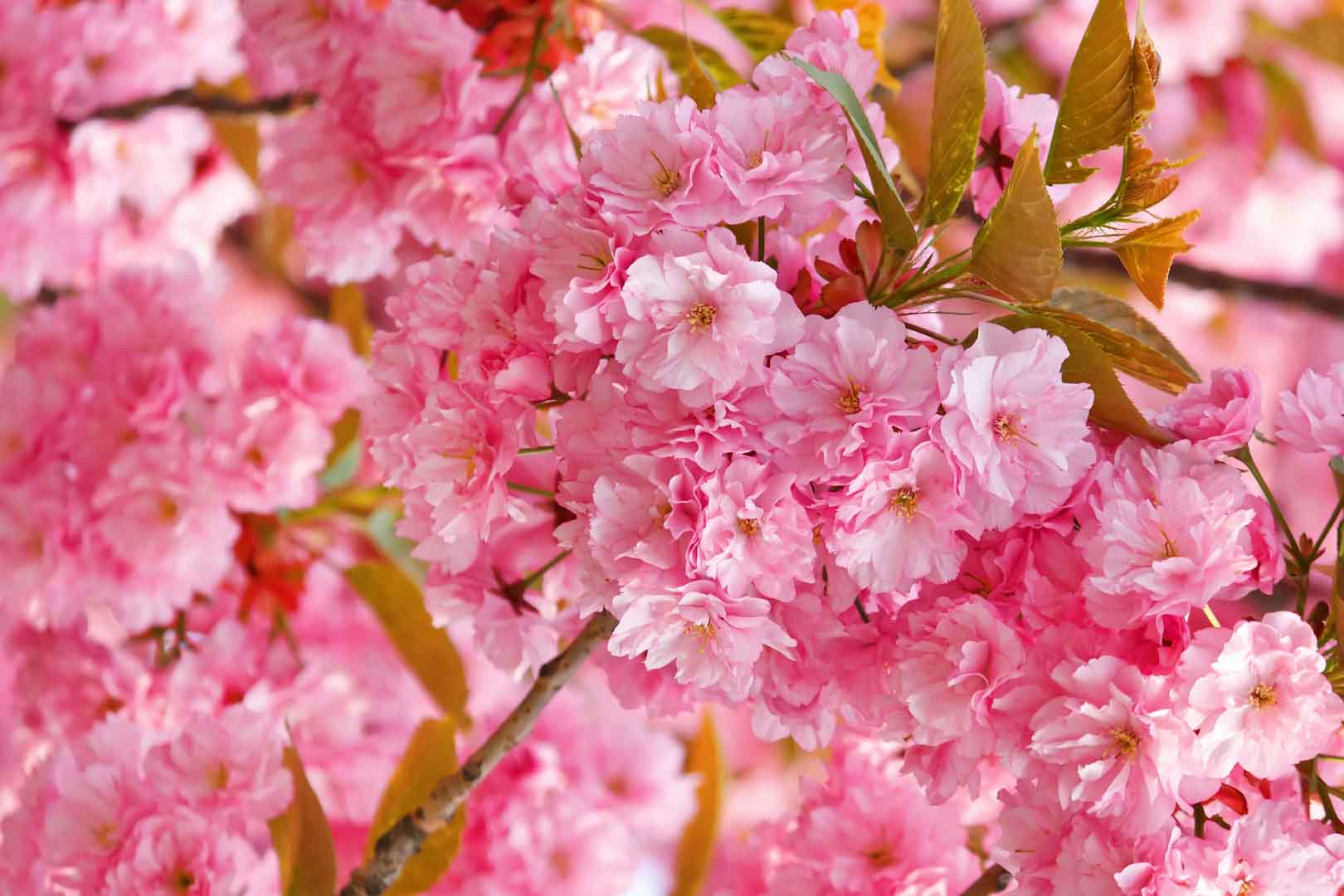 VIPcorel.com_WM-150 (300x200).jpg