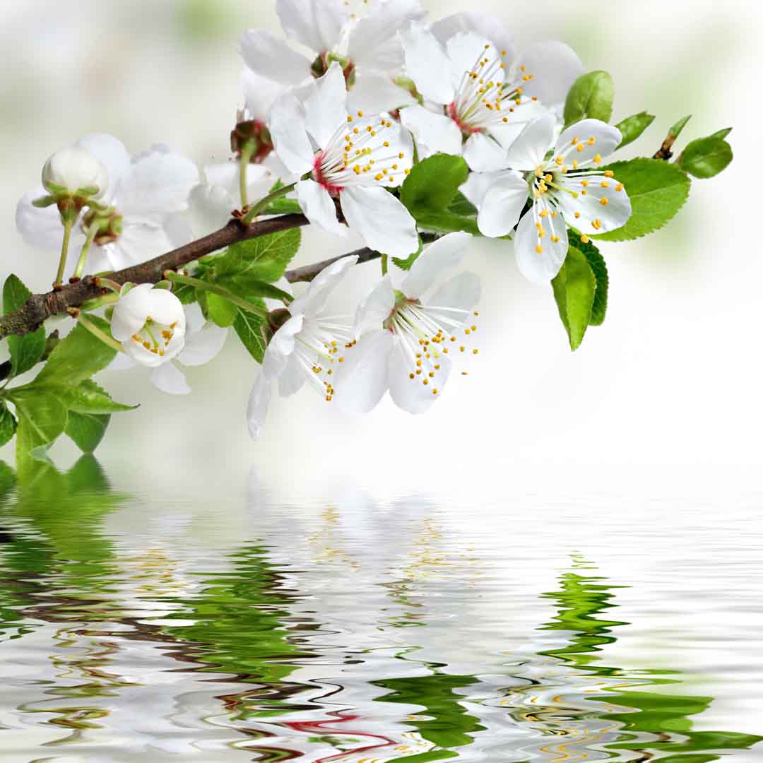 VIPcorel.com_WM-169 (250x250).jpg