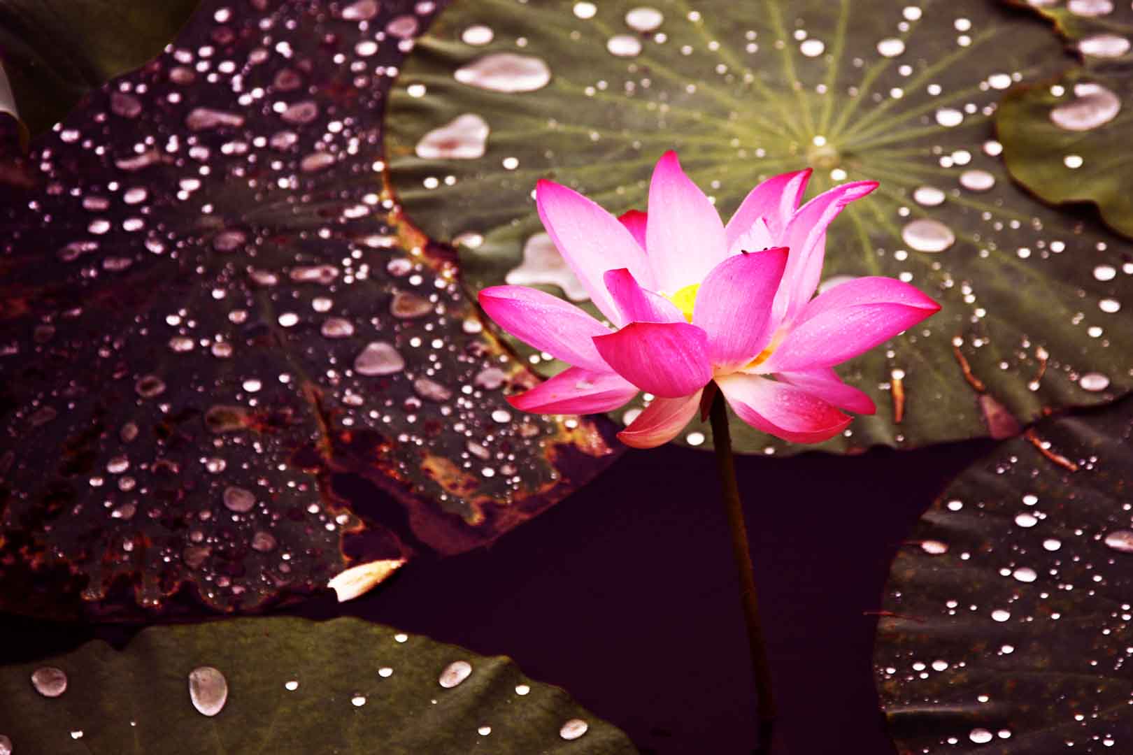 VIPcorel.com_WM-187 (300x200).jpg