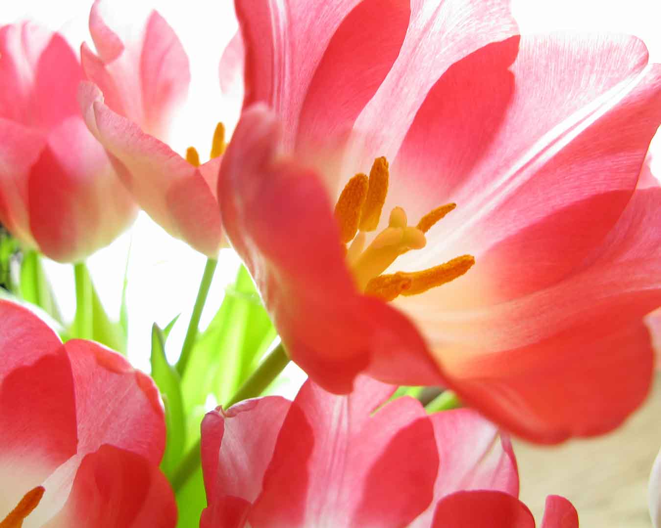VIPcorel.com_WM-188 (250x200).jpg