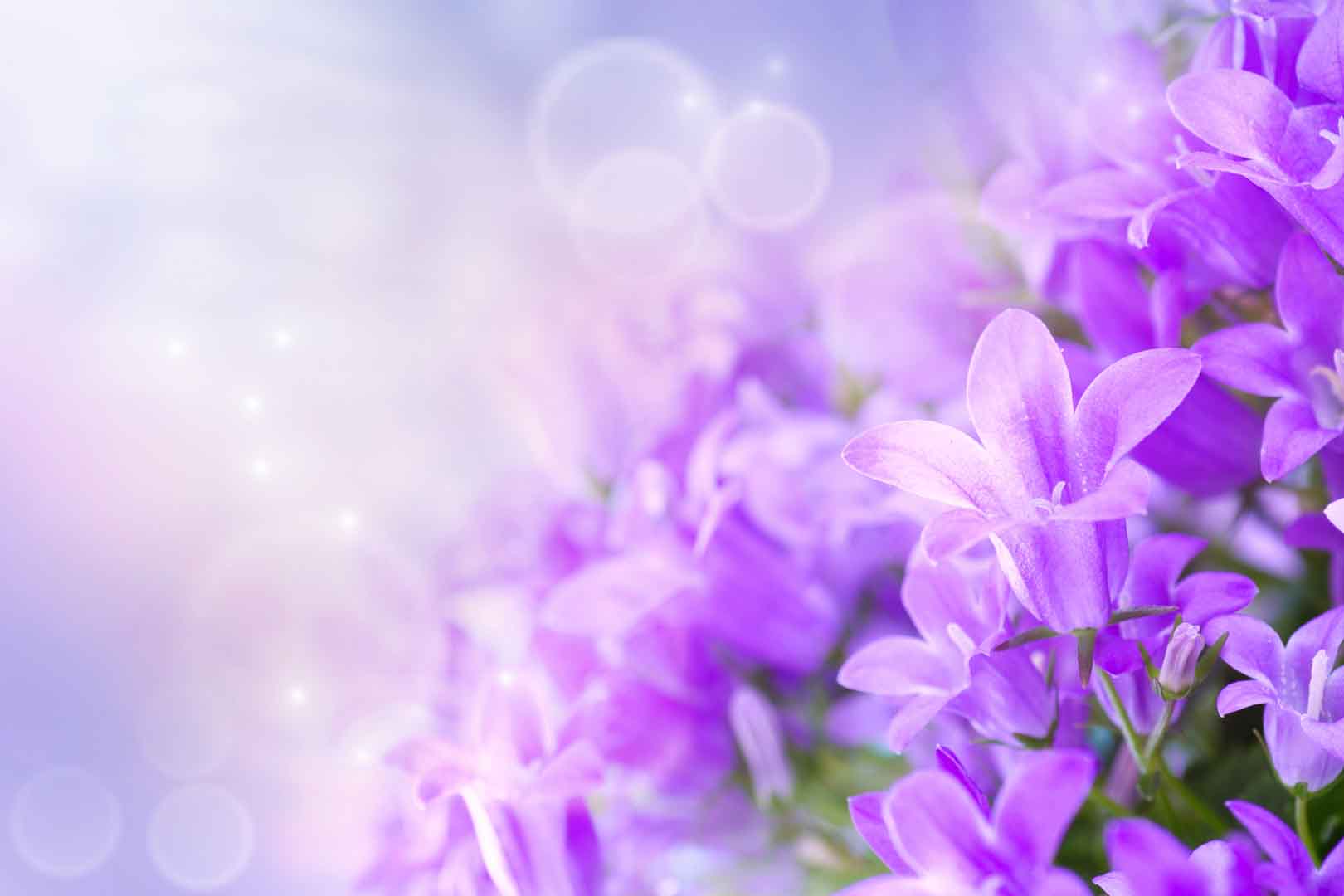 VIPcorel.com_WM-191 (300x200).jpg