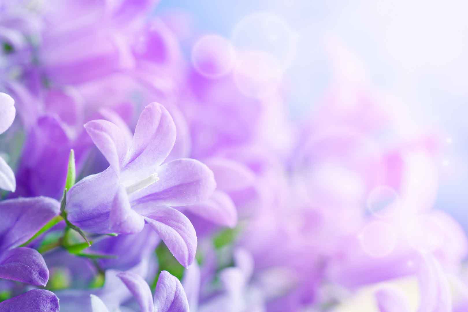 VIPcorel.com_WM-193 (300x200).jpg