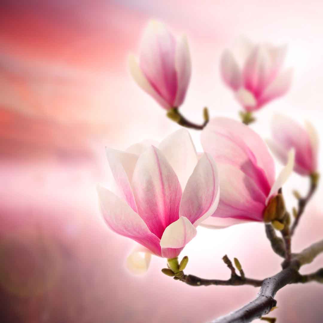 VIPcorel.com_WM-204 (250x250).jpg