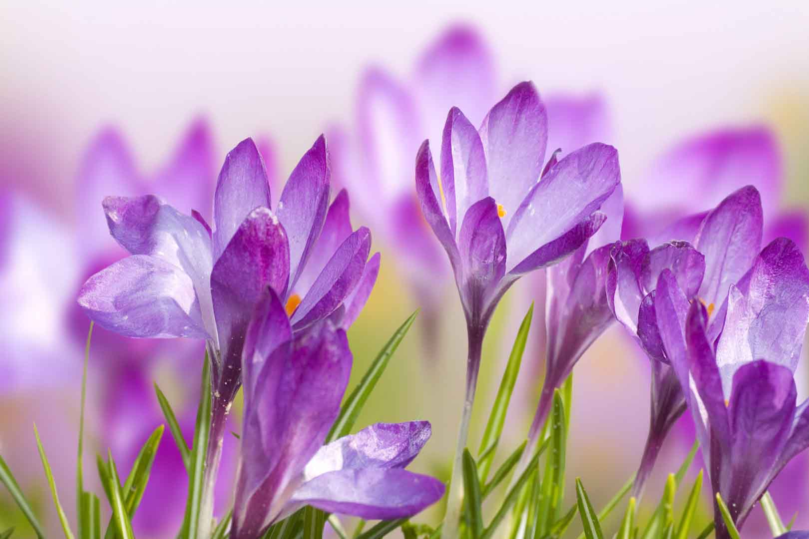 VIPcorel.com_WM-205 (300x200).jpg
