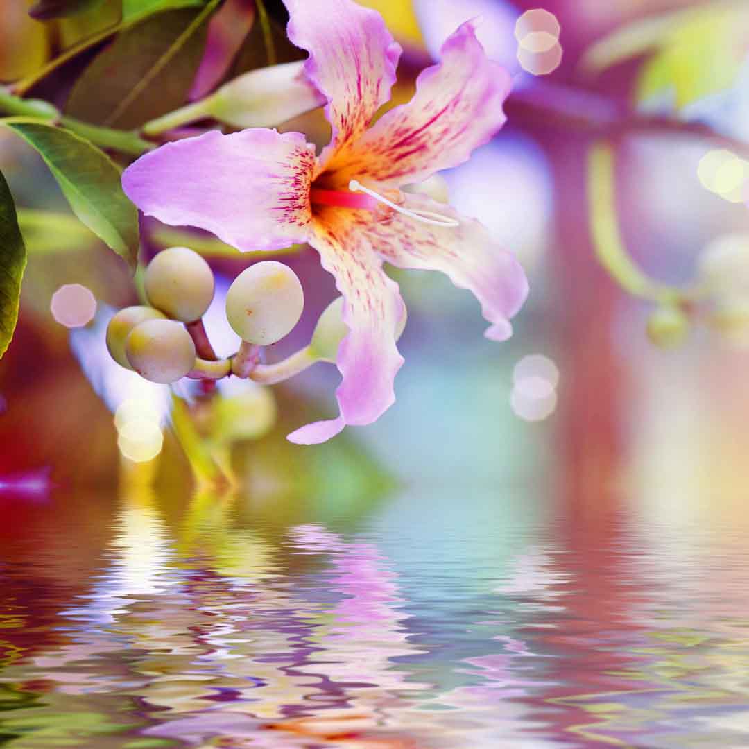 VIPcorel.com_WM-229 (250x250).jpg