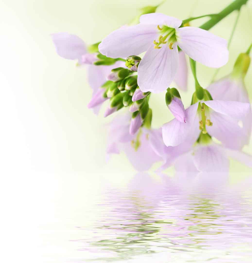 VIPcorel.com_WM-241 (240x250).jpg