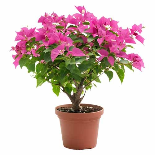 vipcorel.com_15966 (27).jpg