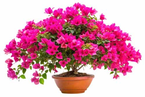 vipcorel.com_15966 (87).jpg
